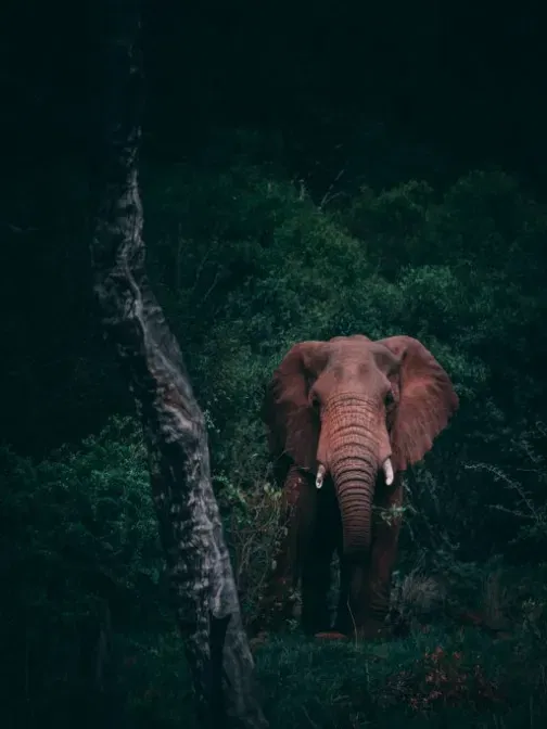 elephant 